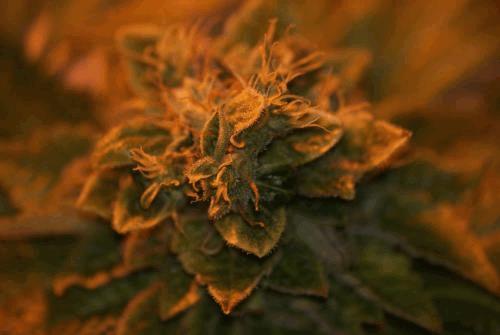 9_SuperSkunk.jpg