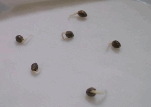 DSCF6296.JPG