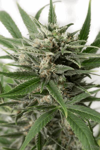 autodinafem_blue_amnesia-0119.jpg