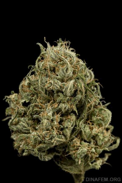 autodinafem_cheese_xxl-1015.jpg