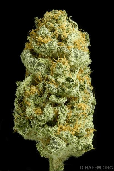 DINAFEM_critical cheese-.jpg