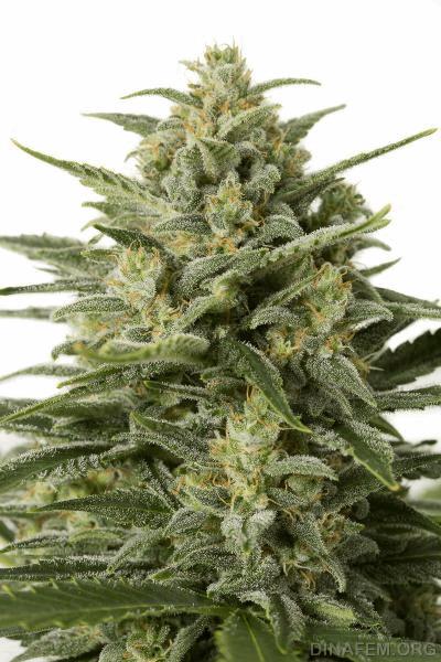 autodinafem_white_widow_xxl-0084.jpg