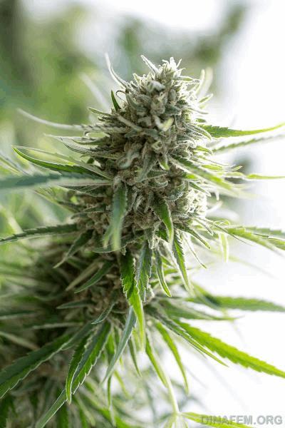 DINAFEM_CRITICAL_MASS_CBD-9733.jpg