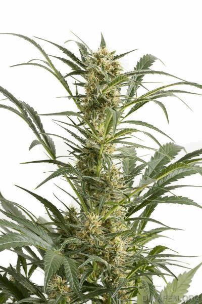 autodinafem_amnesia_xxl-9964.jpg