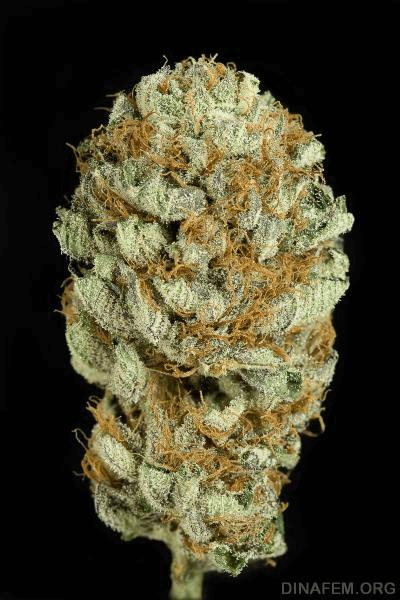 DINAFEM_blue kush.jpg