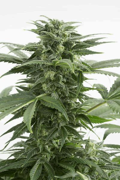 autodinafem_haze_xxl-9977.jpg