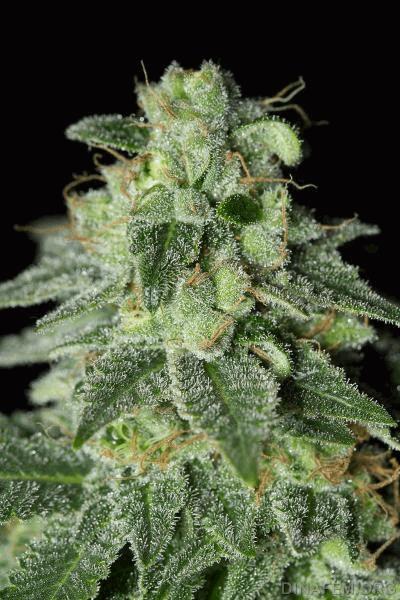 DINAFEM_SHARK_SHOCK_CBD-0398.jpg