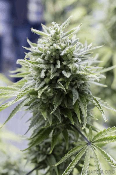 autodinafem_og_kush-7256.jpg