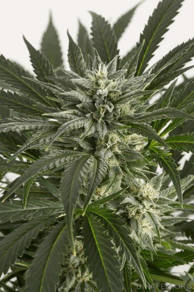 autodinafem_blue_critical-9940.jpg