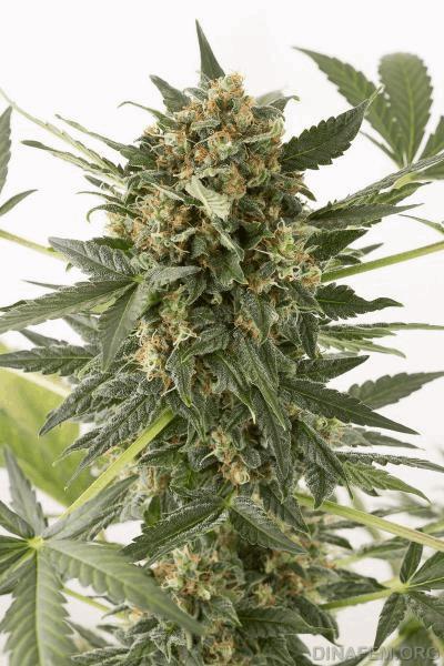 autodinafem_kush'n'cheese-9513.jpg