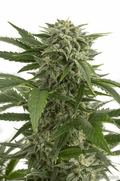 autodinafem_bubba_kush-9997.jpg