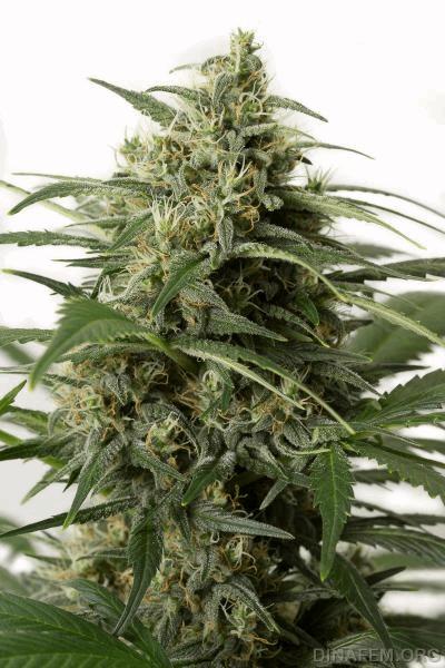 autodinafem_moby_dick_xxl-0100.jpg
