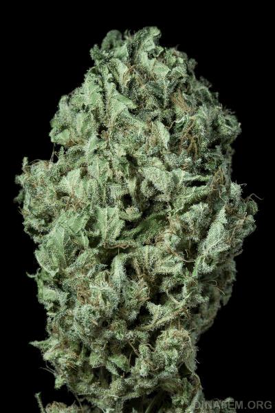 autodinafem_sour_diesel-1025.jpg
