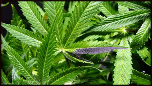 Buddha's Sister de weedcrev Mai 2015.jpg