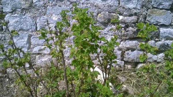 WP_20160503_005.jpg