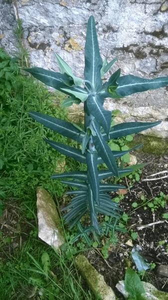 WP_20160511_036.jpg