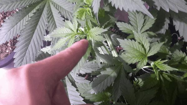 post-758570-0-08531100-1463890085_thumb.jpg