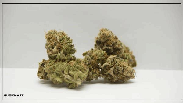 NL#5xHAZE.jpg