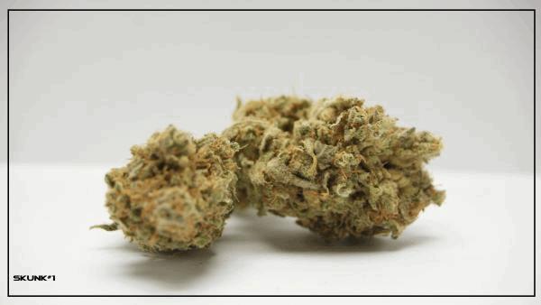 SKUNK#1.jpg