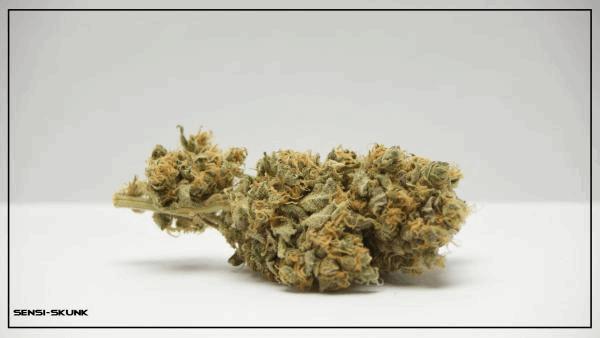 SENSI-SKUNK.jpg