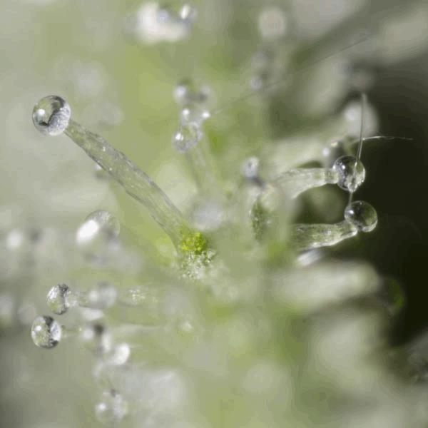 trich st6cw.jpg