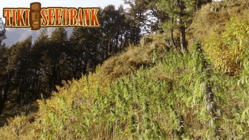5358parvat_038.jpg