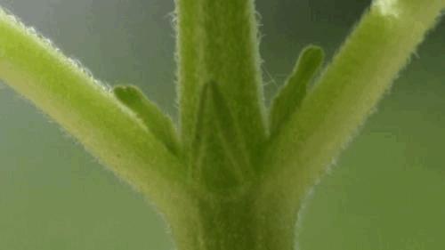 post-727830-0-27783000-1307645706_thumb.jpg