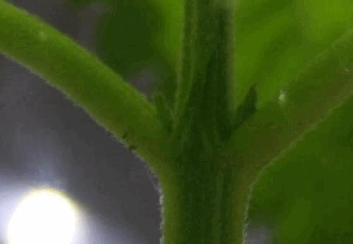 post-727830-0-28375300-1307652534_thumb.jpg