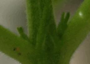 post-727830-0-30106700-1307652537_thumb.jpg