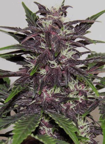 buddha-purple-kush_2854_1_.jpg
