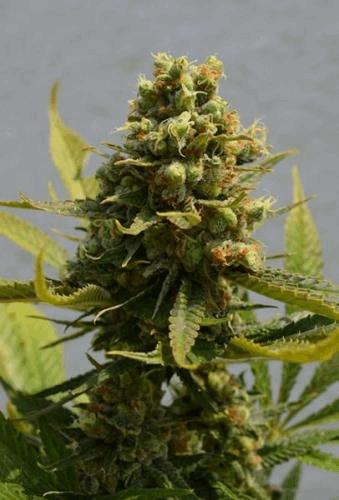 green poison apex (Copier).jpg