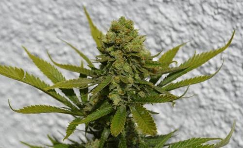 budz (Copier).jpg