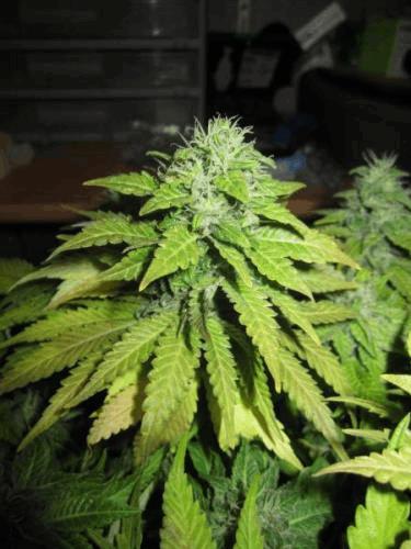 post-768035-0-12759000-1340062244_thumb.jpg