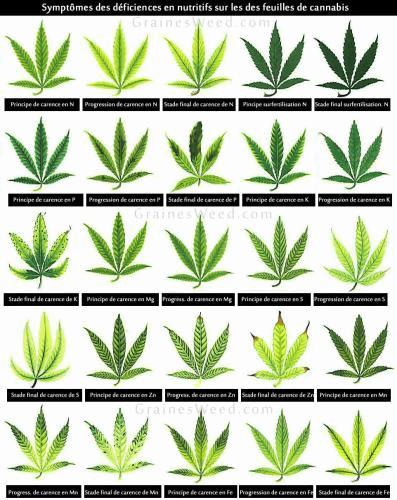 carenceengraiscannabis1.jpg