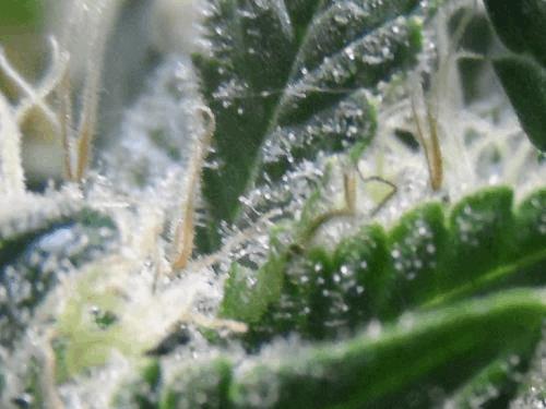 post-778674-0-09284200-1371484928_thumb.jpg
