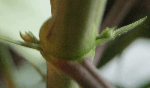 post-791993-0-81368300-1371394825_thumb.png