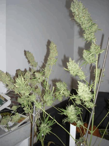 DSCN0180.JPG