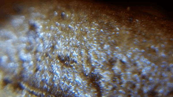 100_1239.JPG