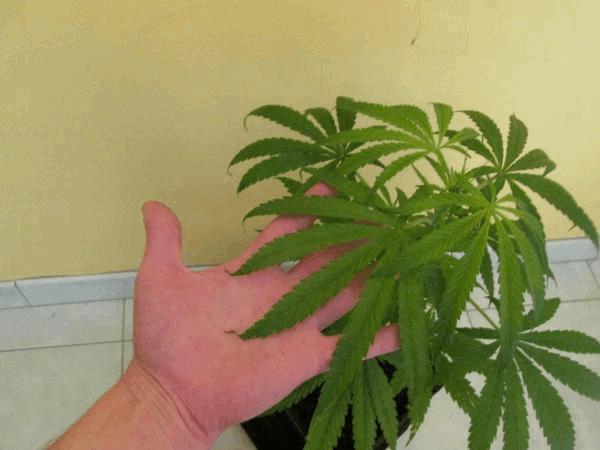 post-822727-0-55637700-1402425443_thumb.jpg