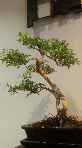 IMAG2169.jpg