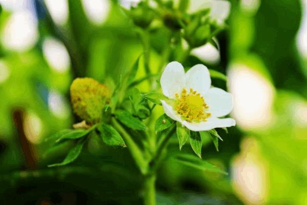 fraise fleurs.JPG