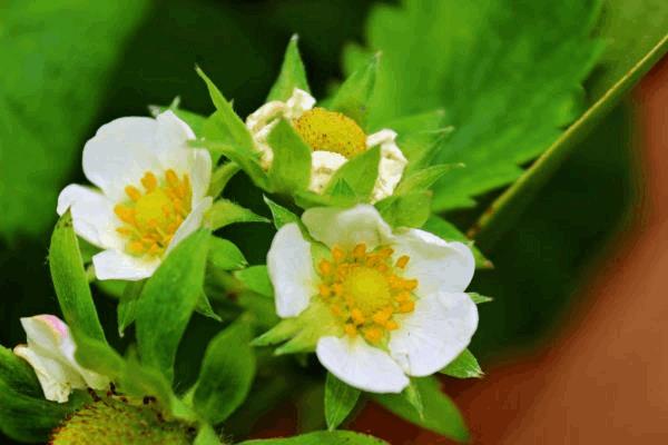 fraise fleur.JPG