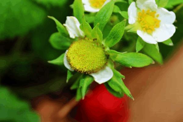 fraises.JPG