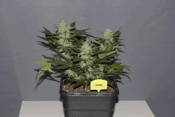 Sexbud Cannaweed post-754272-0-03126100-1482018861.jpg