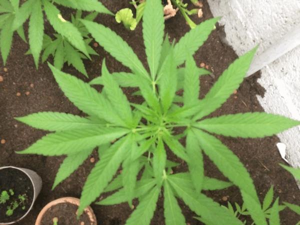 post-806086-0-71655200-1496948208_thumb.jpg