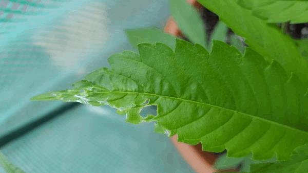 post-820911-0-05882200-1497023108_thumb.jpg
