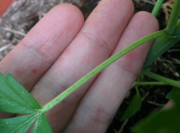 post-859226-0-84594600-1497988139_thumb.jpg