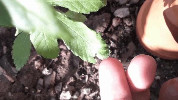 post-866564-0-11363300-1496822678_thumb.jpg