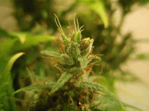 SR5 (26-04-11) Zoom.JPG
