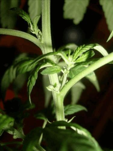 post-742149-0-71835700-1310605365_thumb.jpg